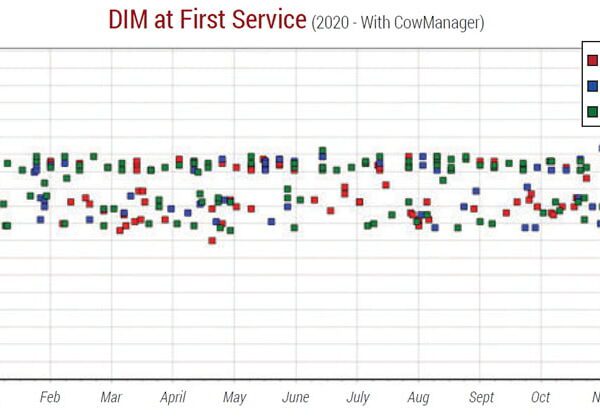 Graph showing pregnancy rate cows with CowManager