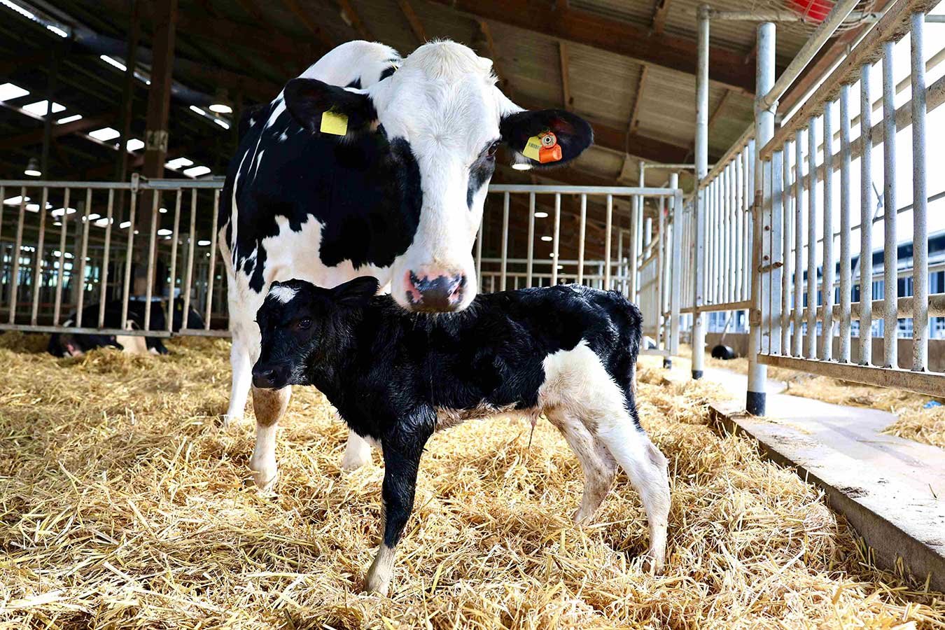 Predict Herd Risks | Transition Period | CowManager