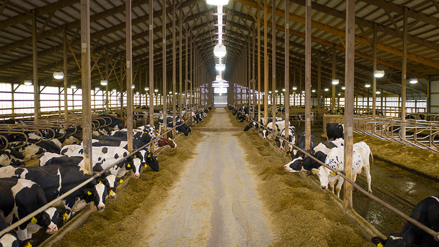overview herd in barn cowmanager