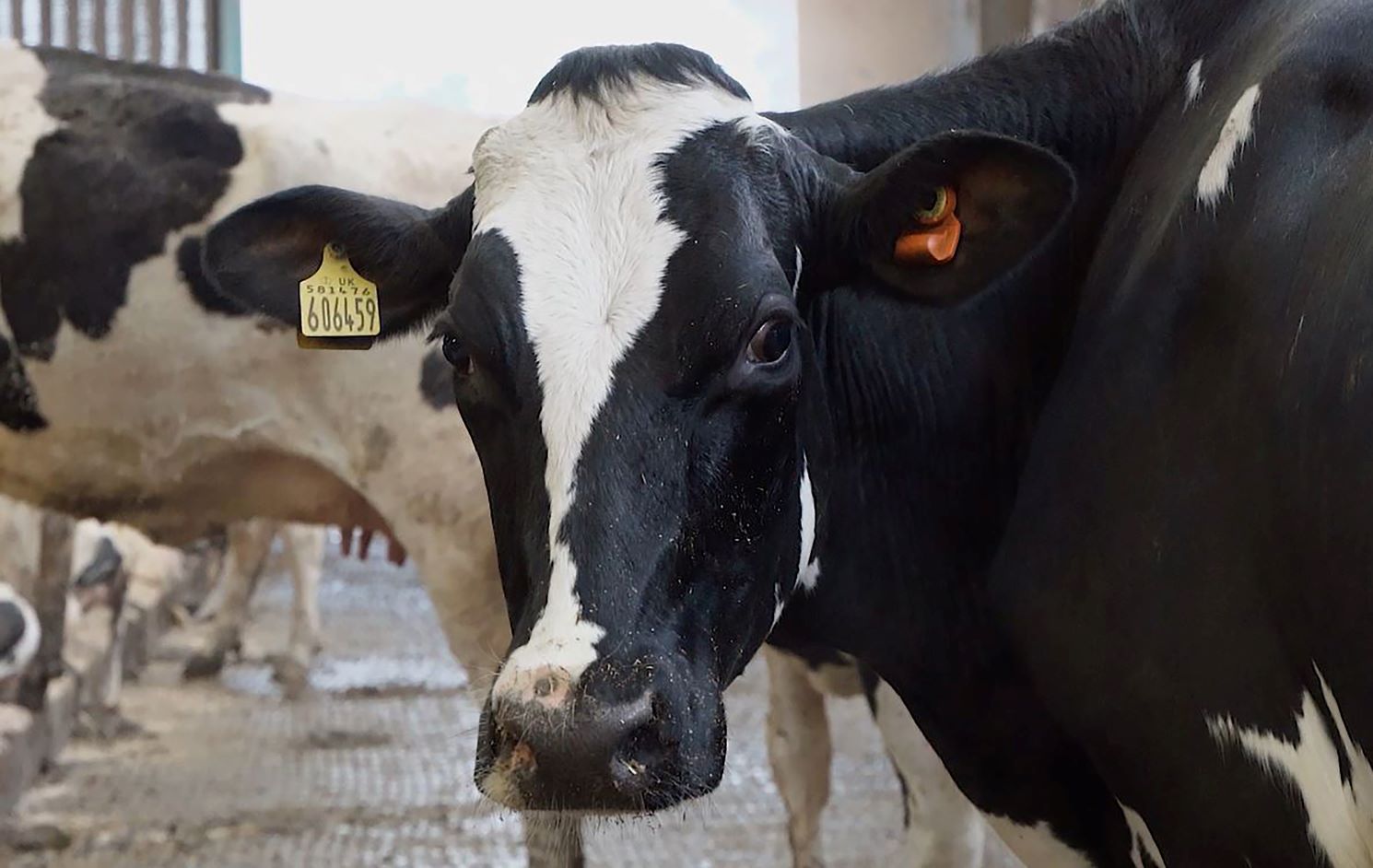CowManager ear sensors have helped improve conception rates and overall cattle health