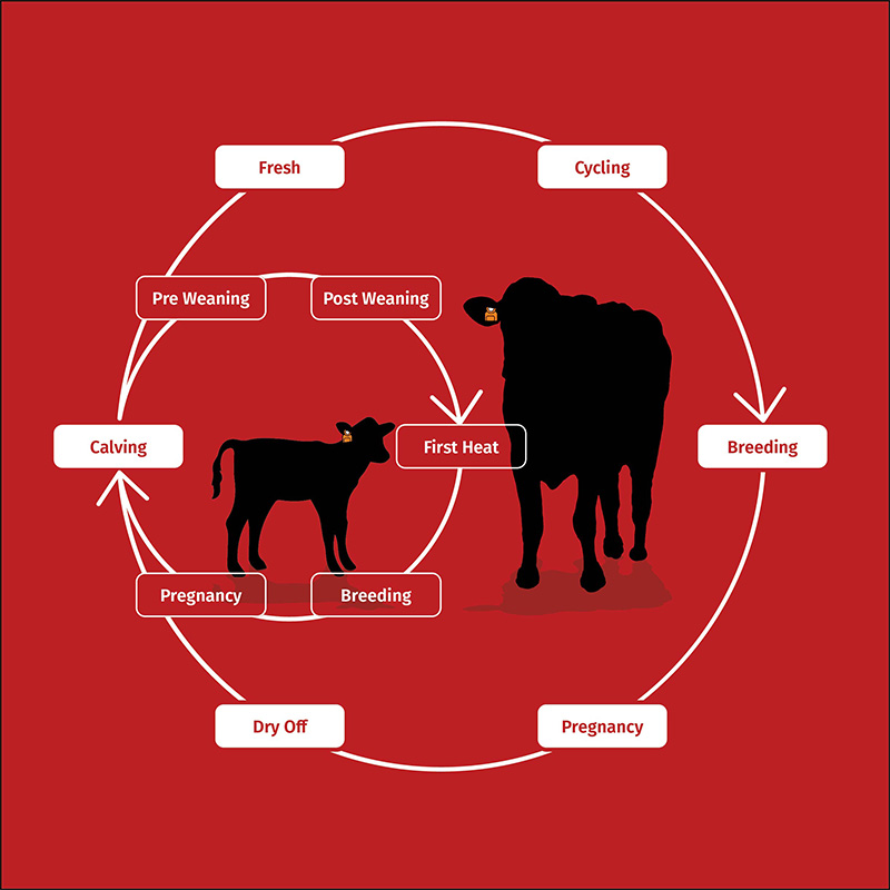 Lifetime Monitoring From Calf to Cow