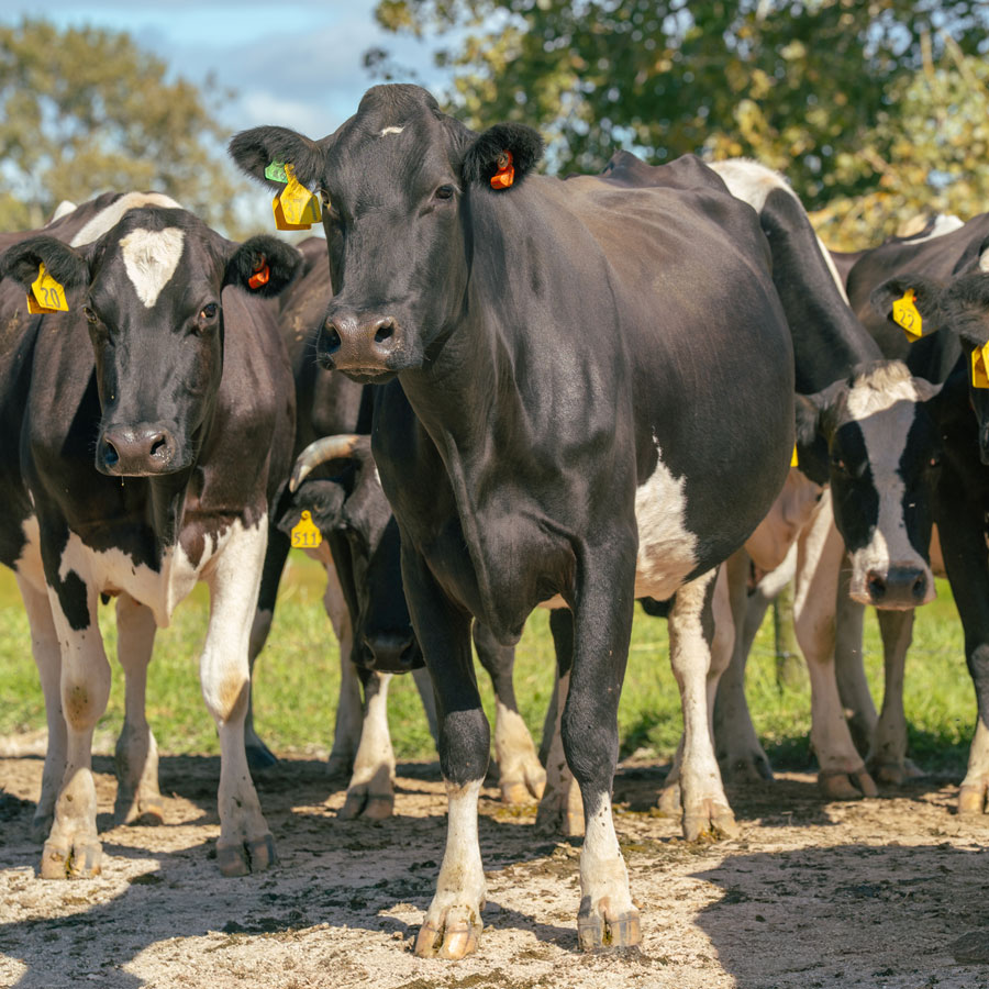 Cows at Cameron Dairy Farms