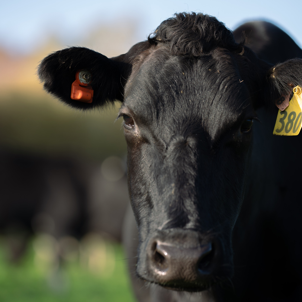 Patrick Oostveen farmer story close-up ear sensor