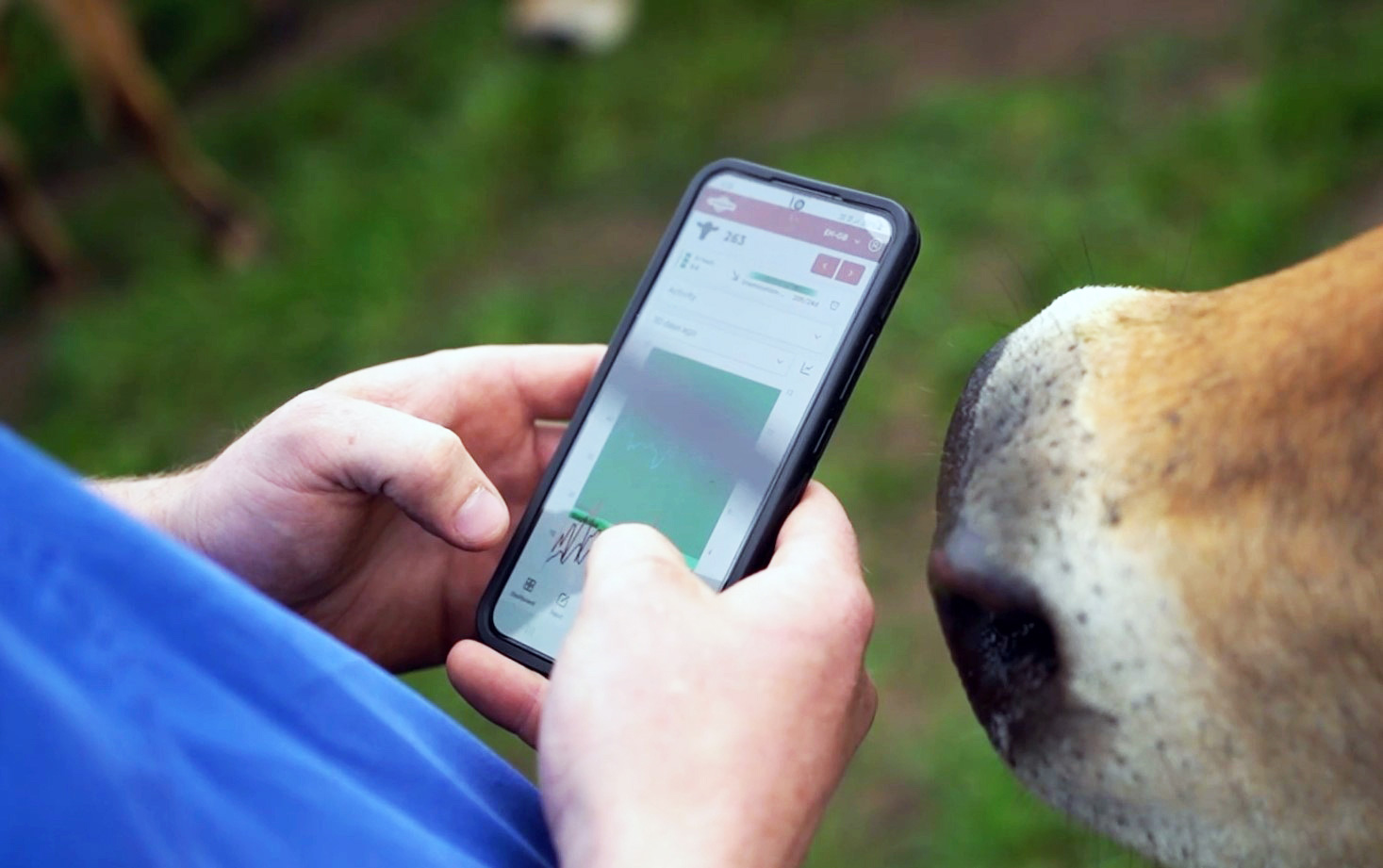 Farmer with phone among herd