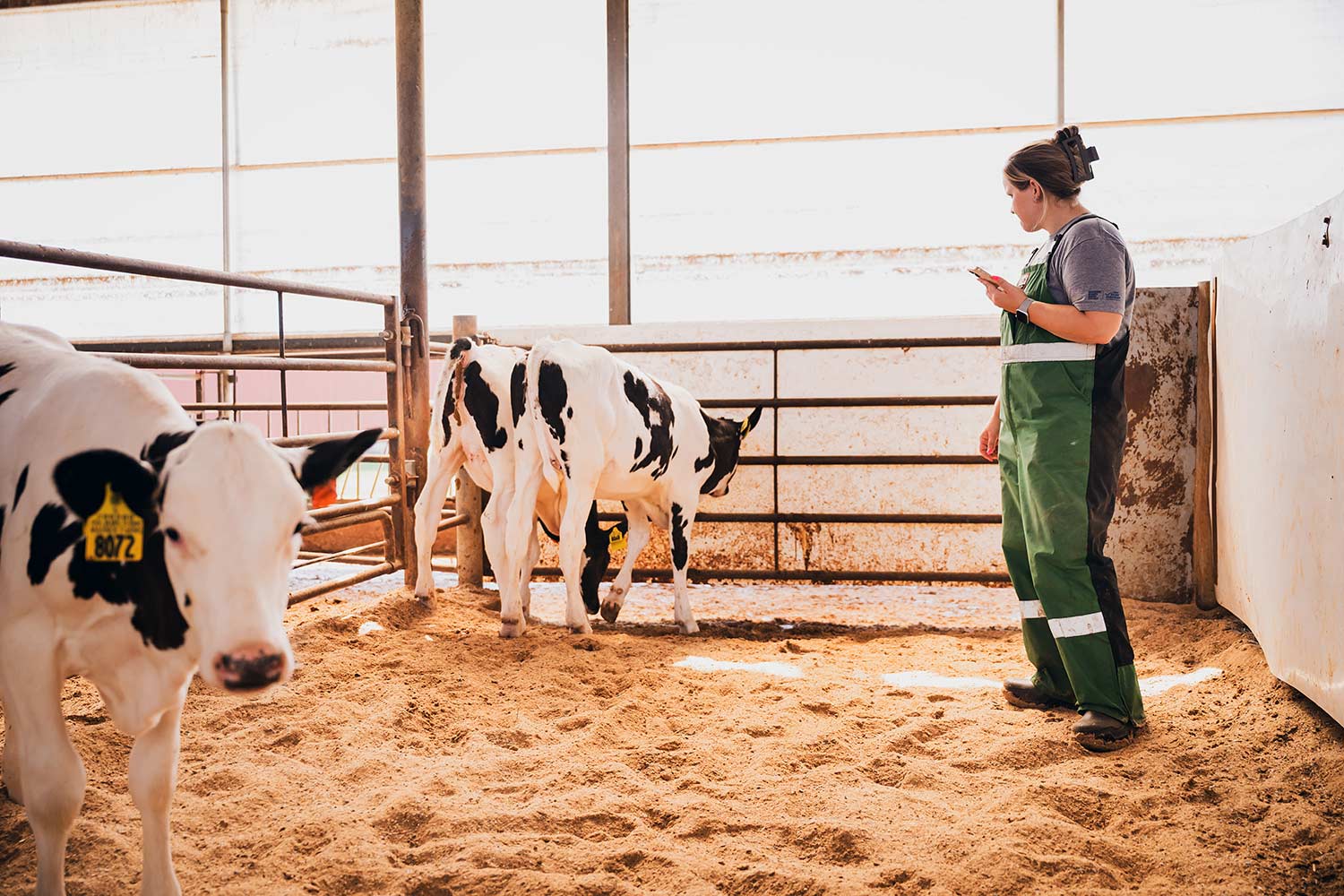 Using Find my Cow Flash at Wagner Farms