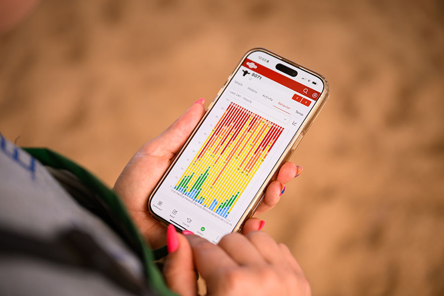 Technology Takes Spotlight in Cow Disease Prevention | News