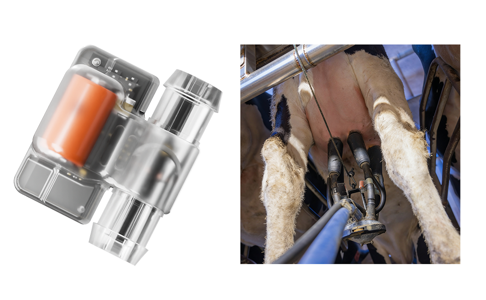CowManager Milk Sensor in action.